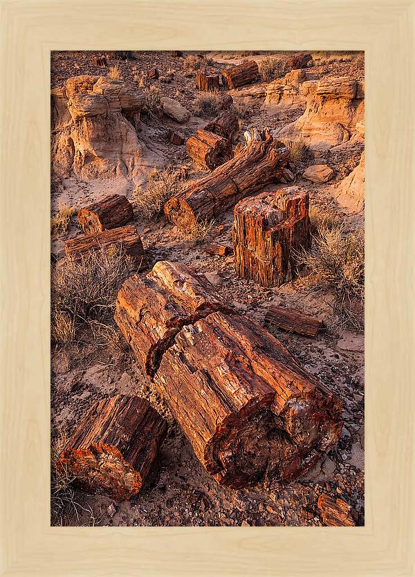Whispers Of The Petrified Forest