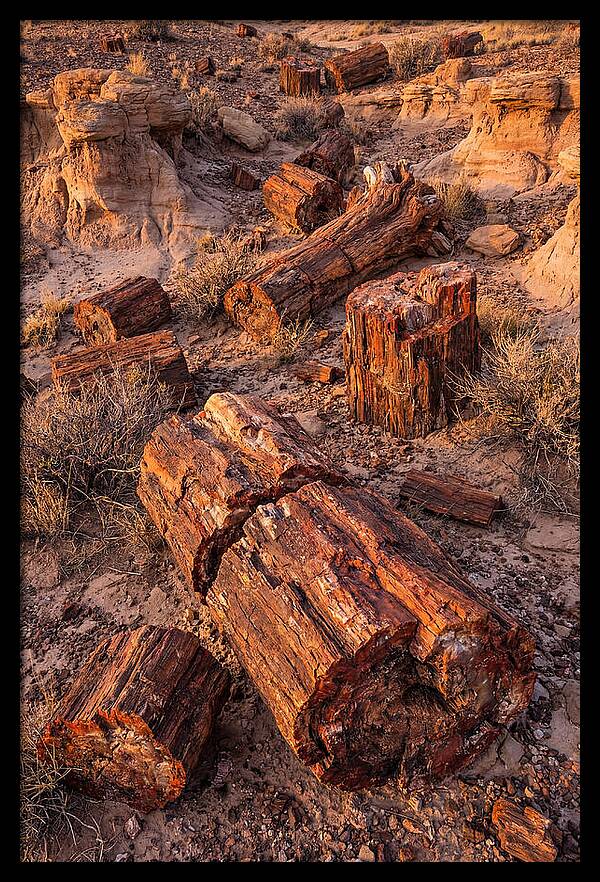 Whispers Of The Petrified Forest