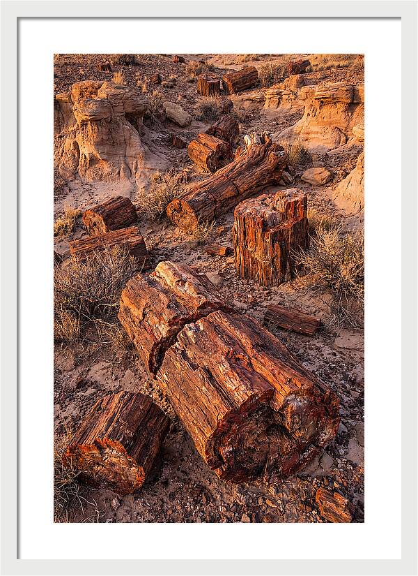 Whispers Of The Petrified Forest