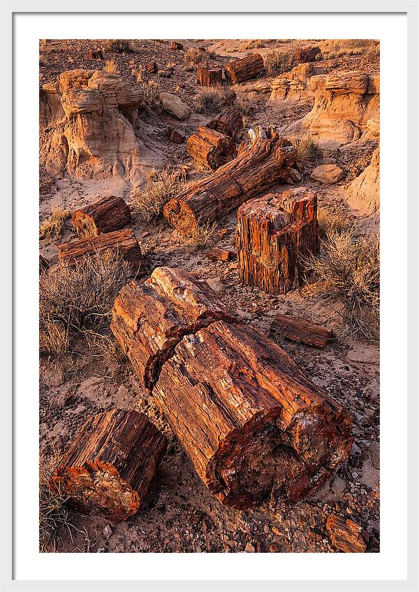 Whispers Of The Petrified Forest