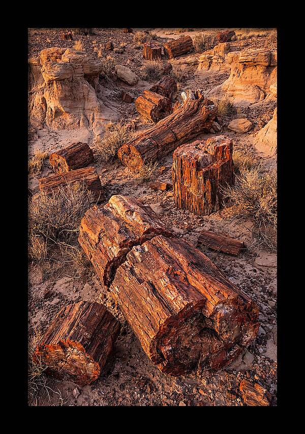Whispers Of The Petrified Forest