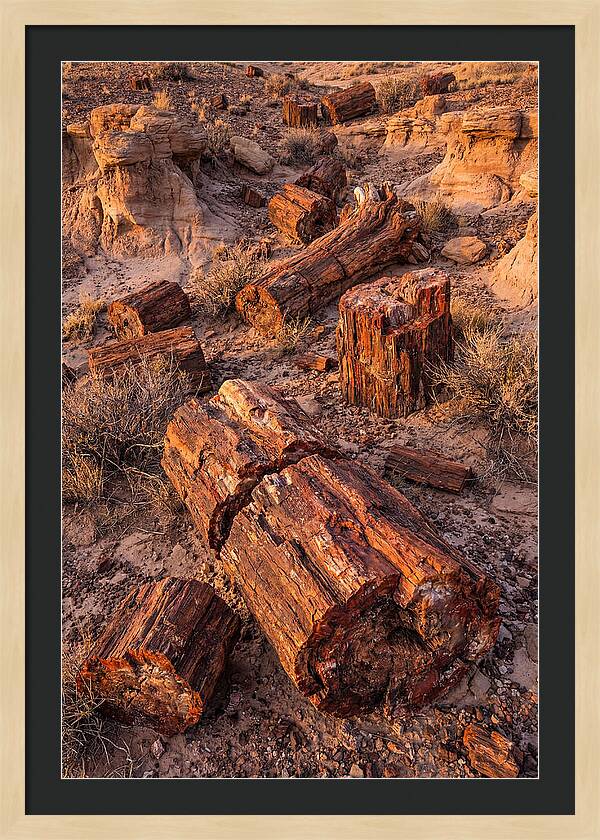 Whispers Of The Petrified Forest