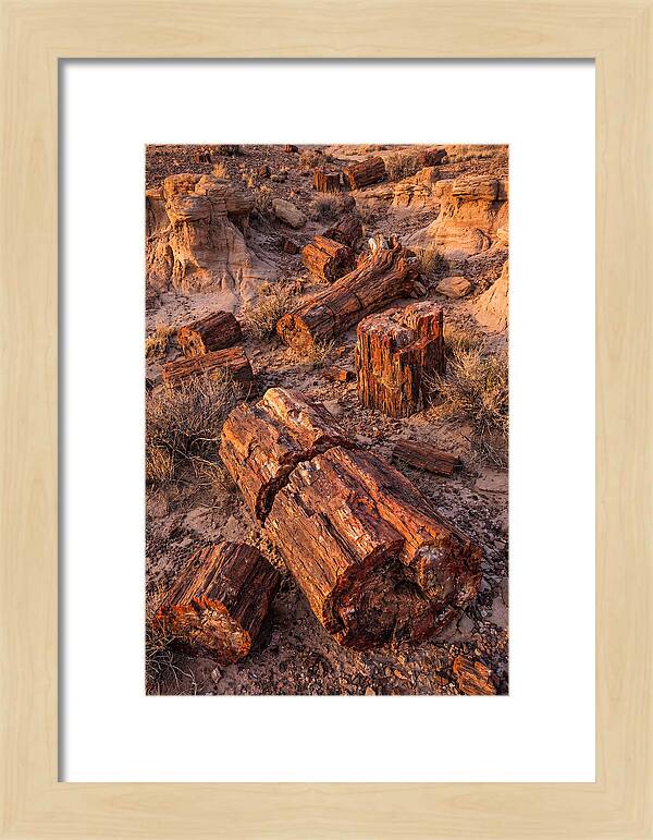 Whispers Of The Petrified Forest