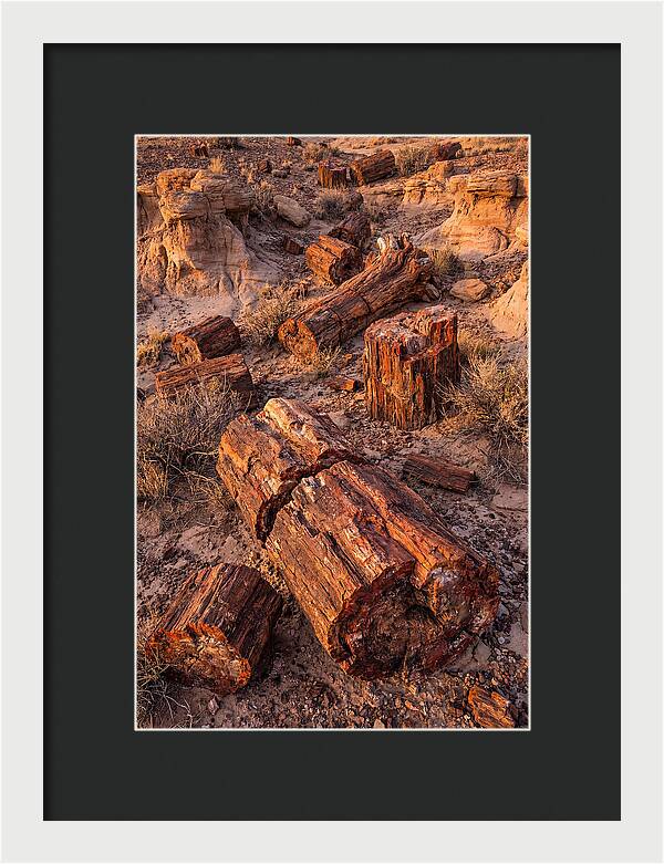 Whispers Of The Petrified Forest