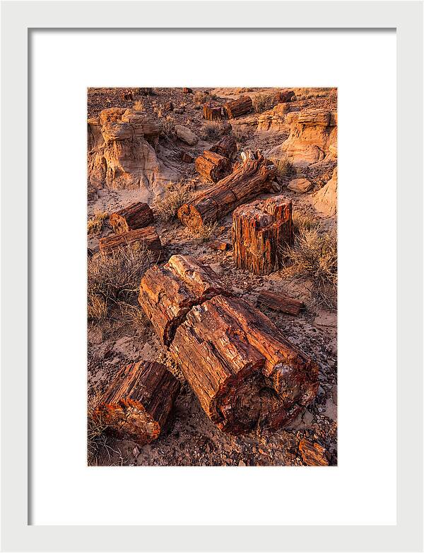 Whispers Of The Petrified Forest