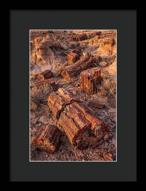Whispers Of The Petrified Forest