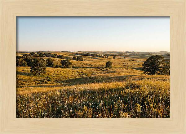 Whispers Of The Tallgrass Prairie