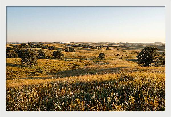 Whispers Of The Tallgrass Prairie