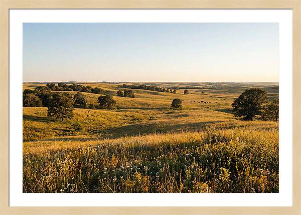 Whispers Of The Tallgrass Prairie