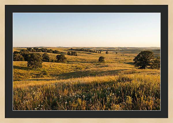 Whispers Of The Tallgrass Prairie