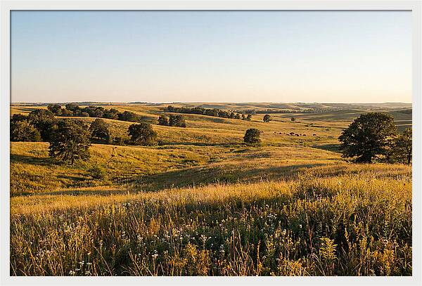 Whispers Of The Tallgrass Prairie