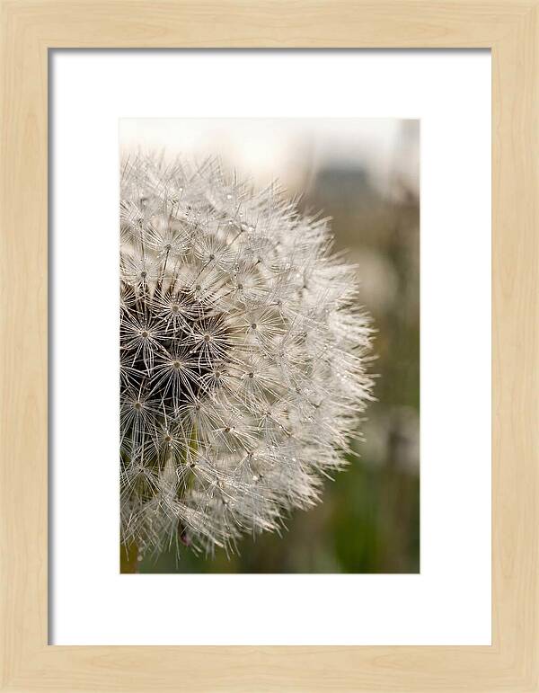 Whispers Of The Wind