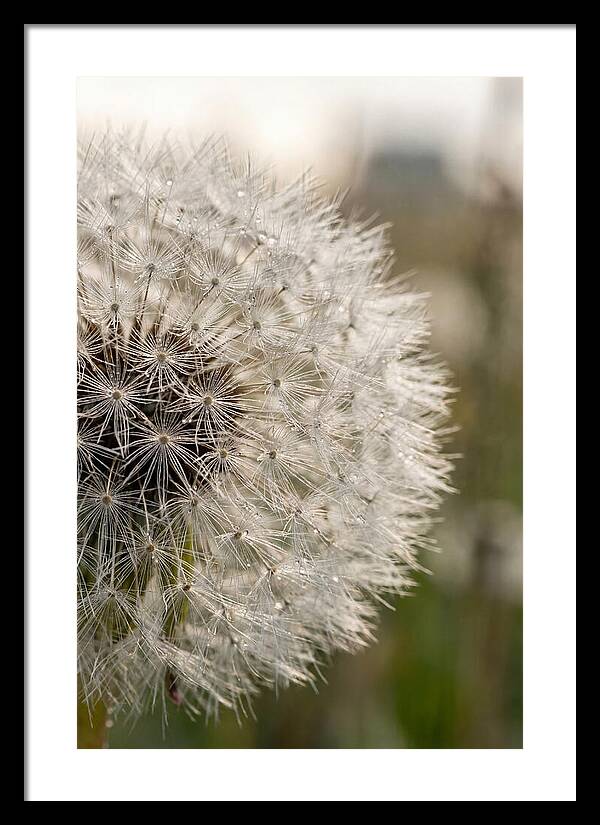 Whispers Of The Wind