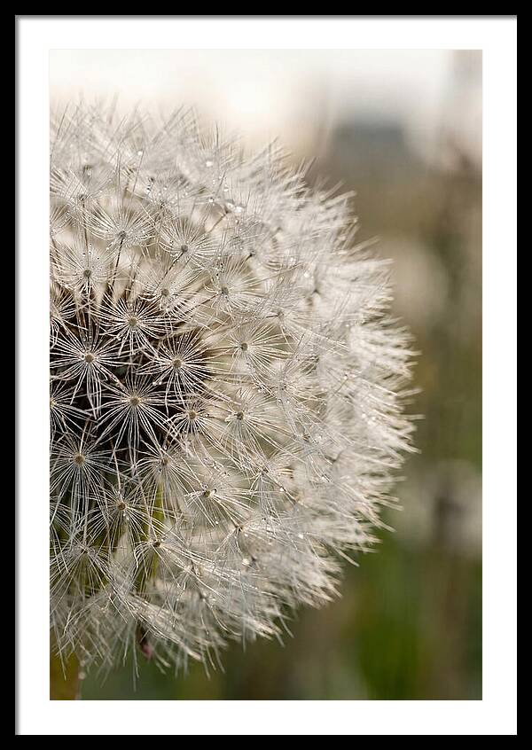 Whispers Of The Wind