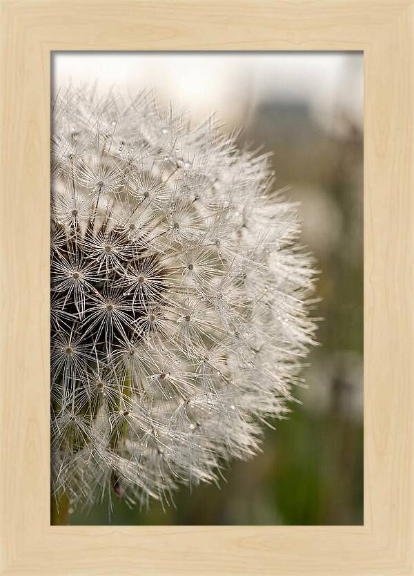 Whispers Of The Wind