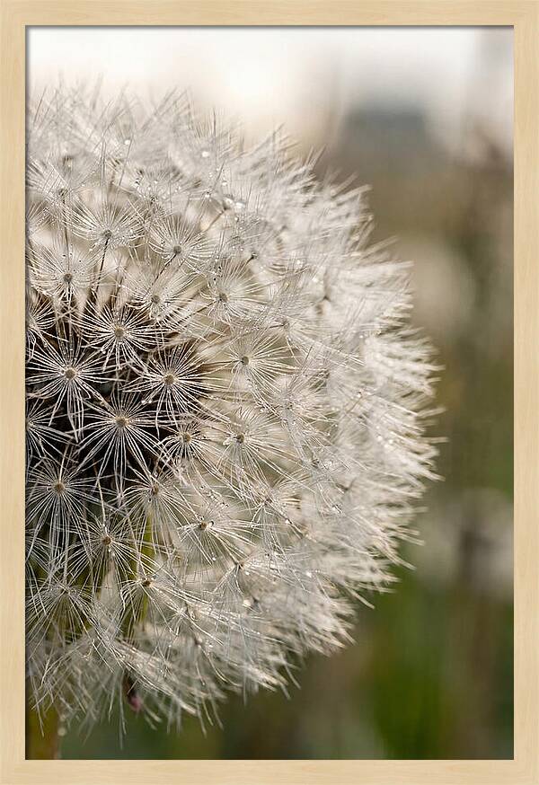 Whispers Of The Wind