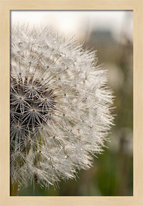 Whispers Of The Wind