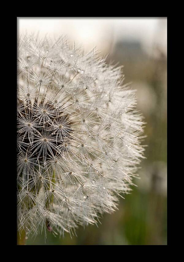 Whispers Of The Wind