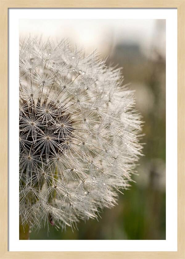 Whispers Of The Wind