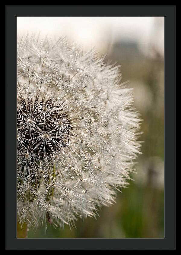 Whispers Of The Wind