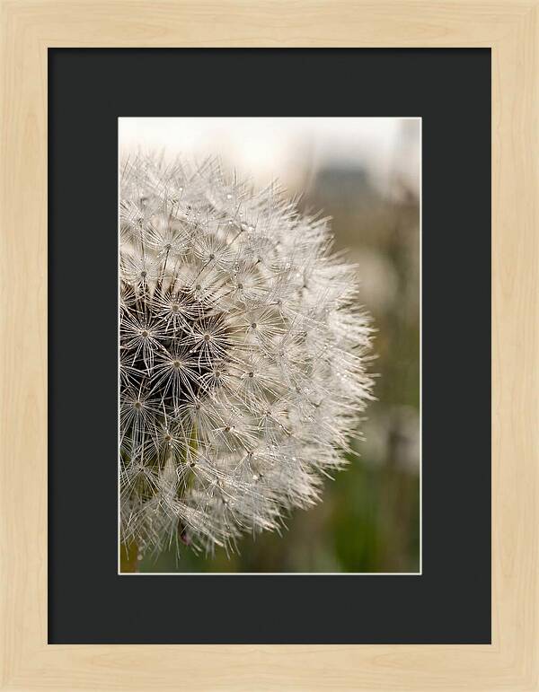 Whispers Of The Wind