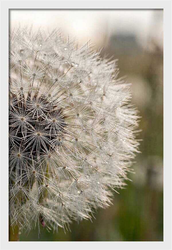 Whispers Of The Wind