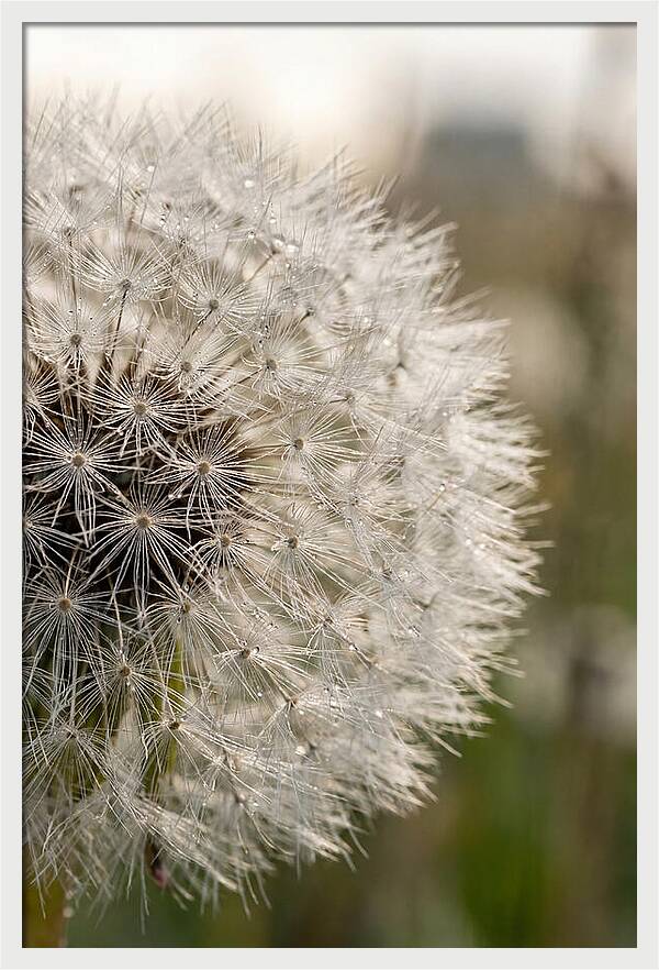 Whispers Of The Wind