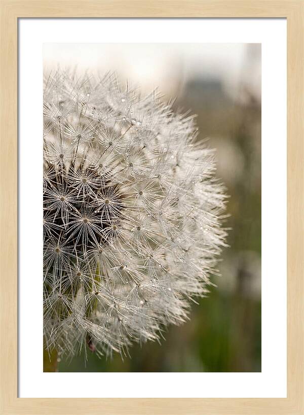 Whispers Of The Wind