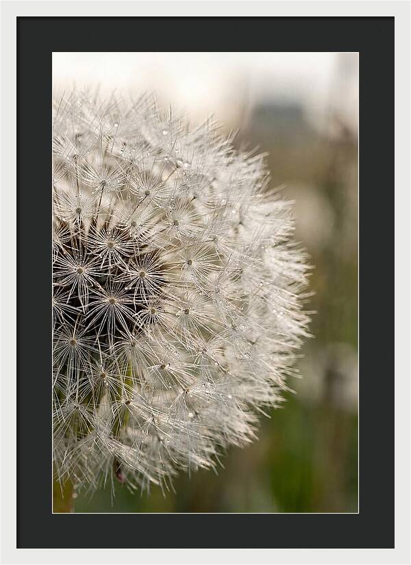 Whispers Of The Wind