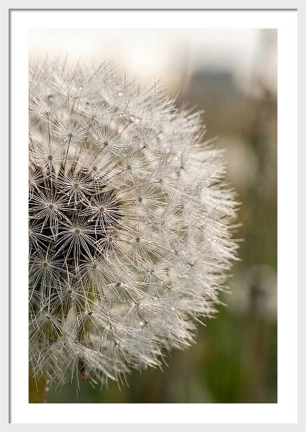 Whispers Of The Wind