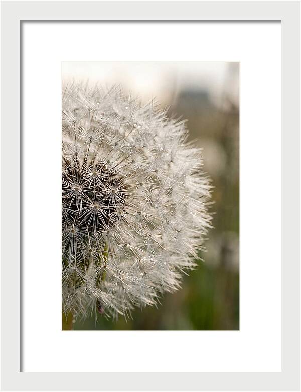 Whispers Of The Wind