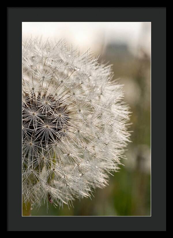 Whispers Of The Wind
