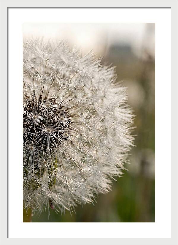 Whispers Of The Wind
