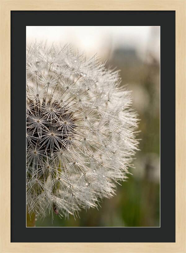 Whispers Of The Wind