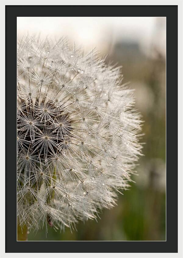 Whispers Of The Wind