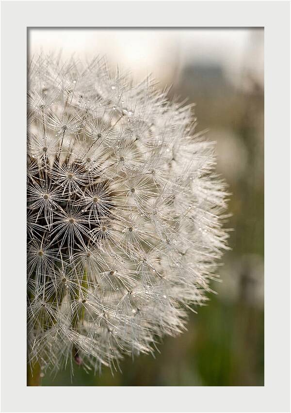Whispers Of The Wind