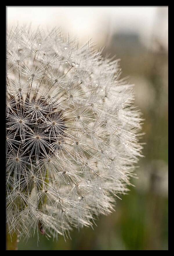 Whispers Of The Wind
