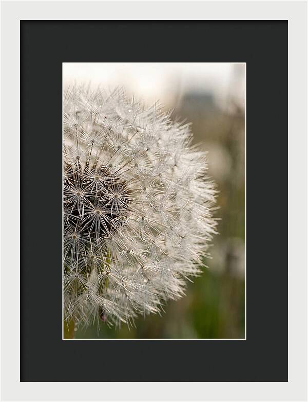 Whispers Of The Wind
