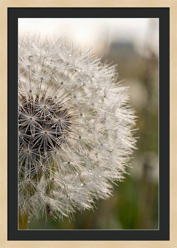 Whispers Of The Wind