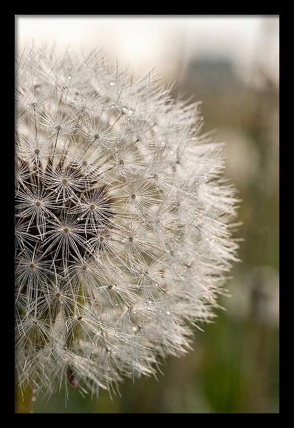 Whispers Of The Wind