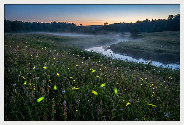 Whispers Of Twilight Glow