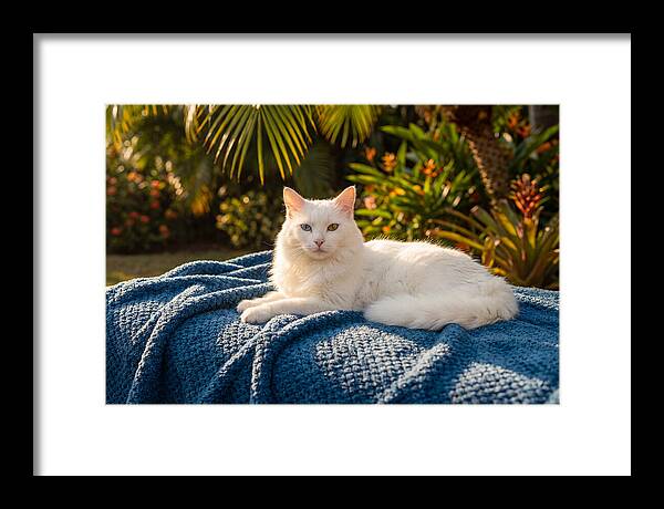 White Cat With Heterochromia Eyes