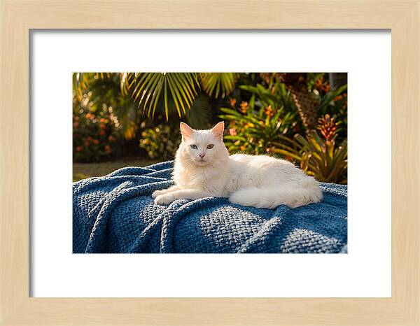 White Cat With Heterochromia Eyes
