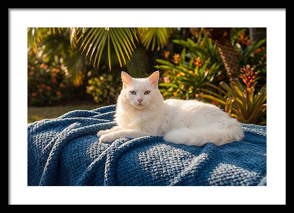 White Cat With Heterochromia Eyes