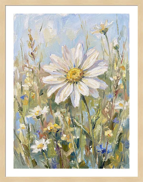 White Daisy In Bloom