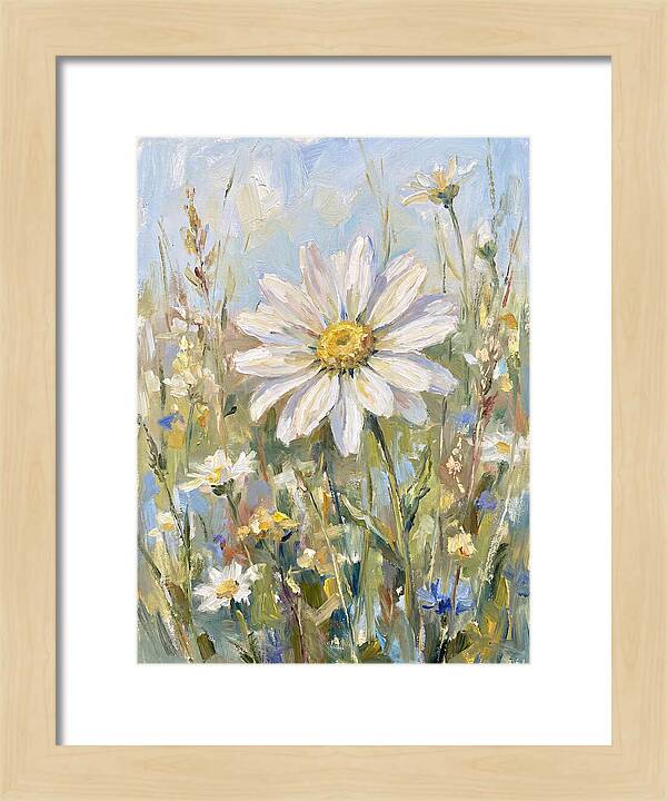 White Daisy In Bloom