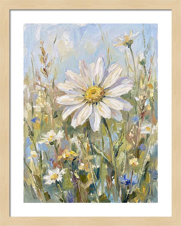 White Daisy In Bloom