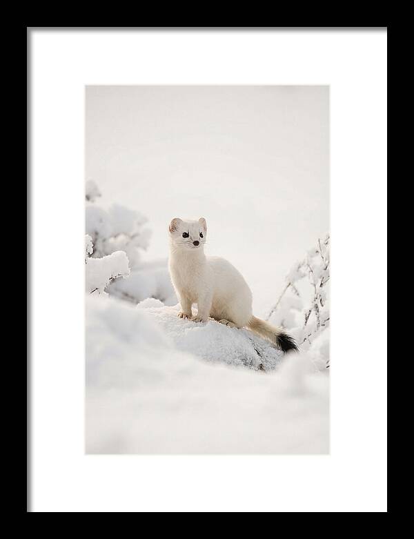 White Ermine In Winter Wonderland