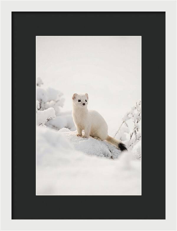 White Ermine In Winter Wonderland