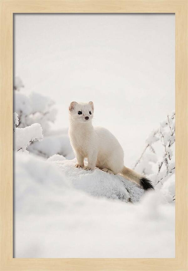 White Ermine In Winter Wonderland